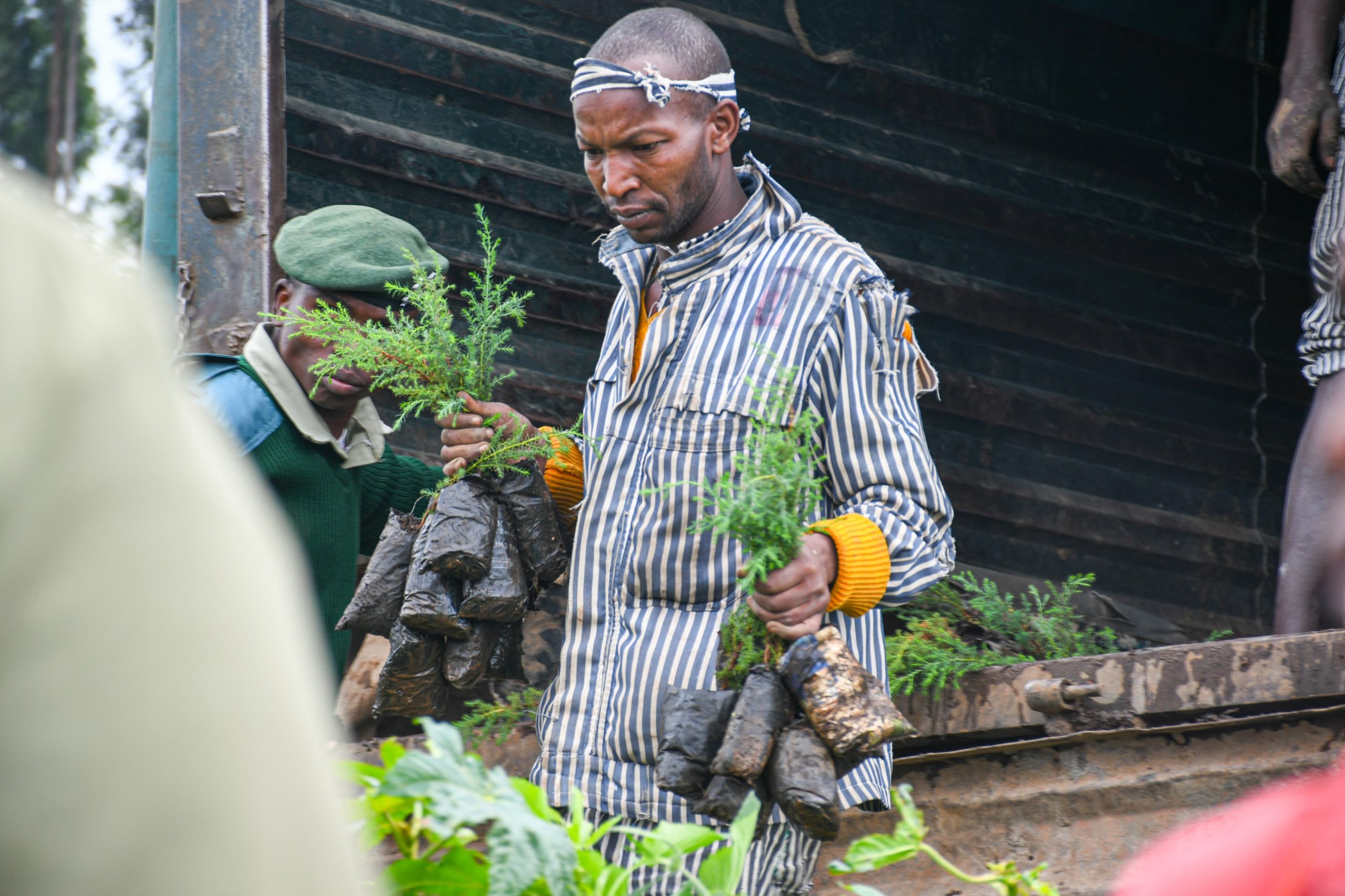 Tree planting with prisoners