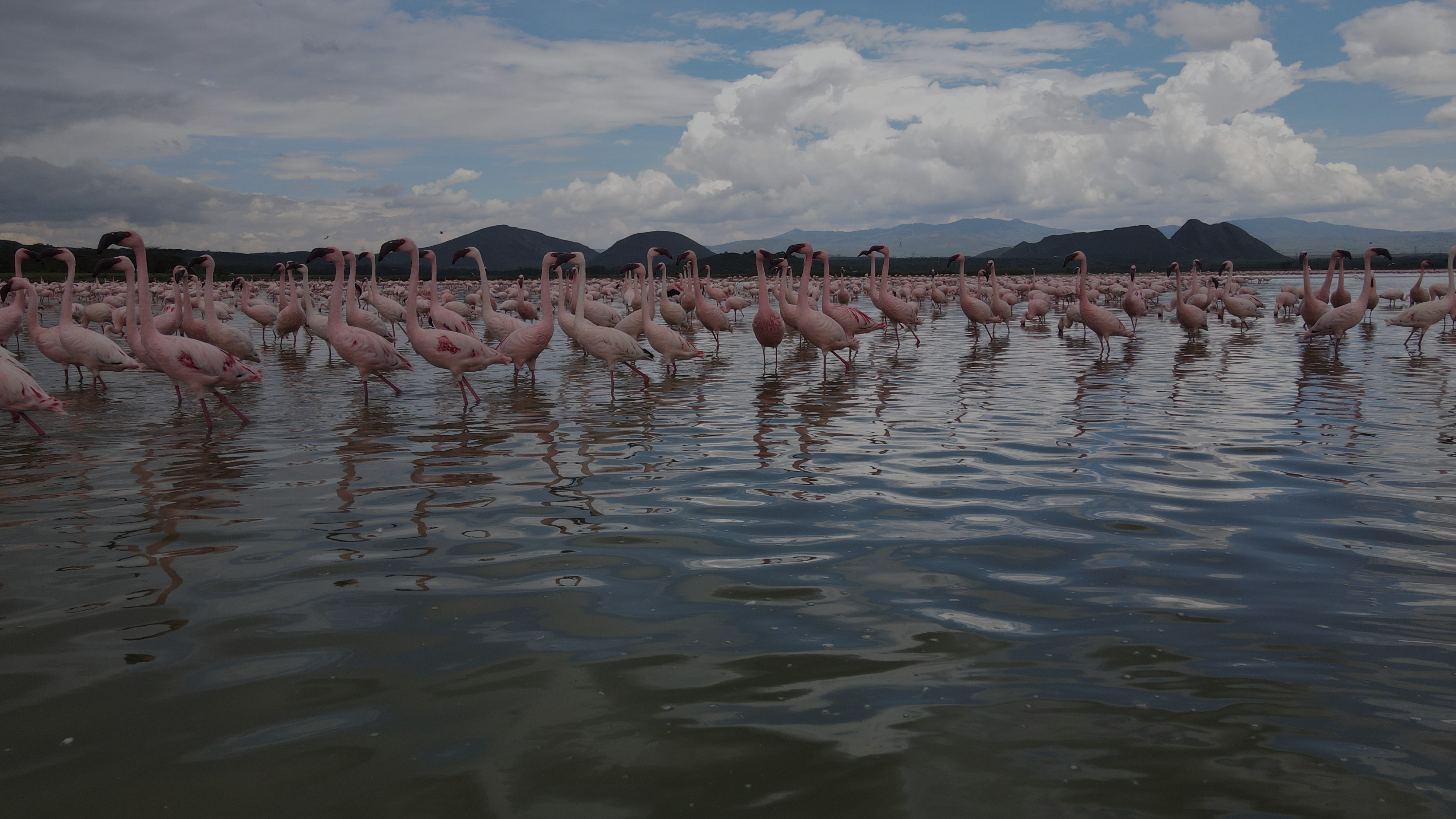 flamingos explore county