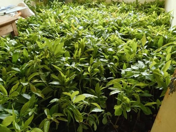 Nakuru County Intensifies Fruit Farming Drive to Empower Farmers
