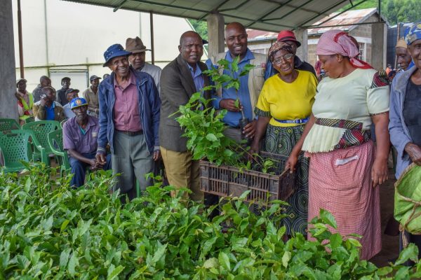 Coffee seedlings distributed to farmers in Kabazi ward