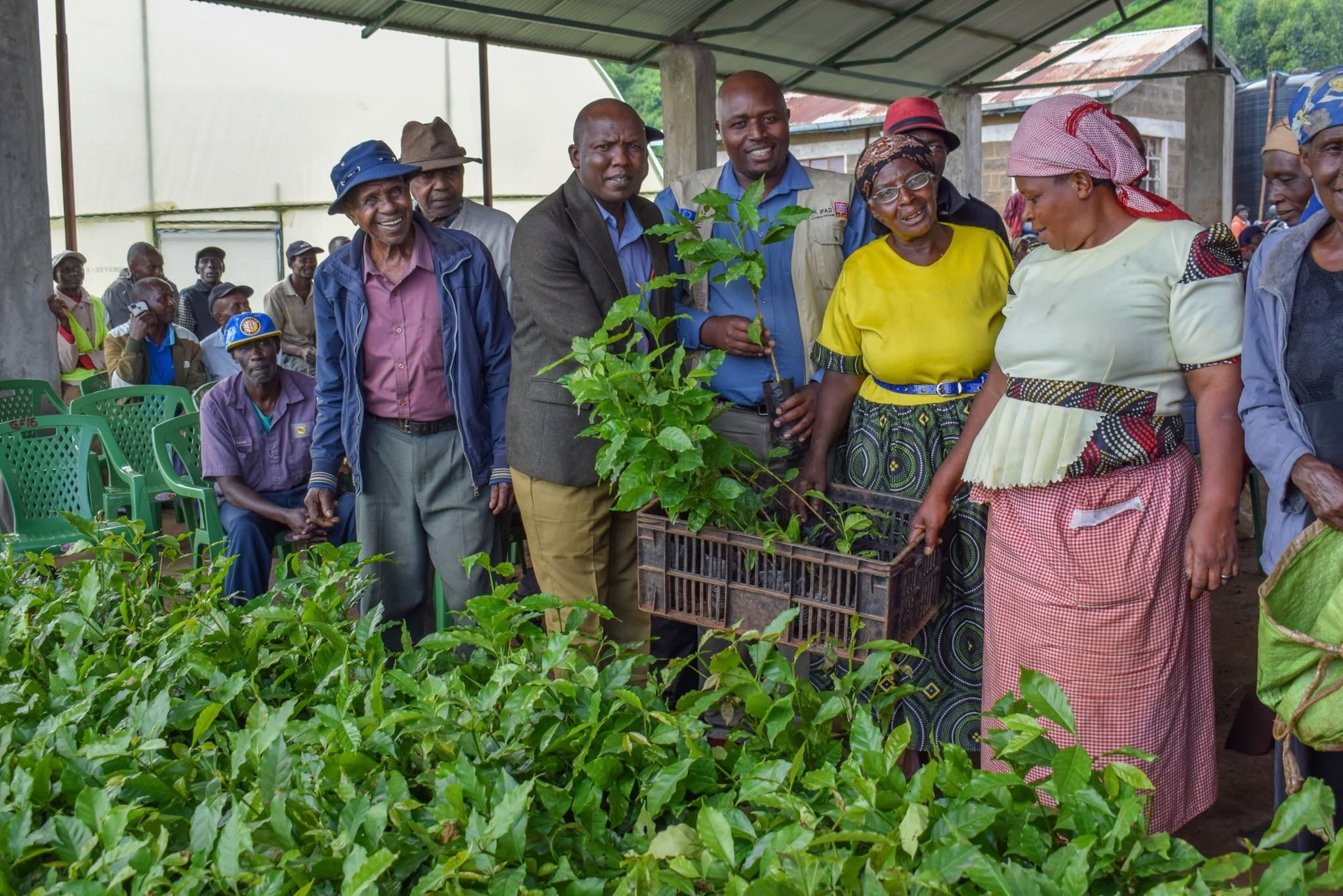 Coffee seedlings distributed to farmers in Kabazi ward