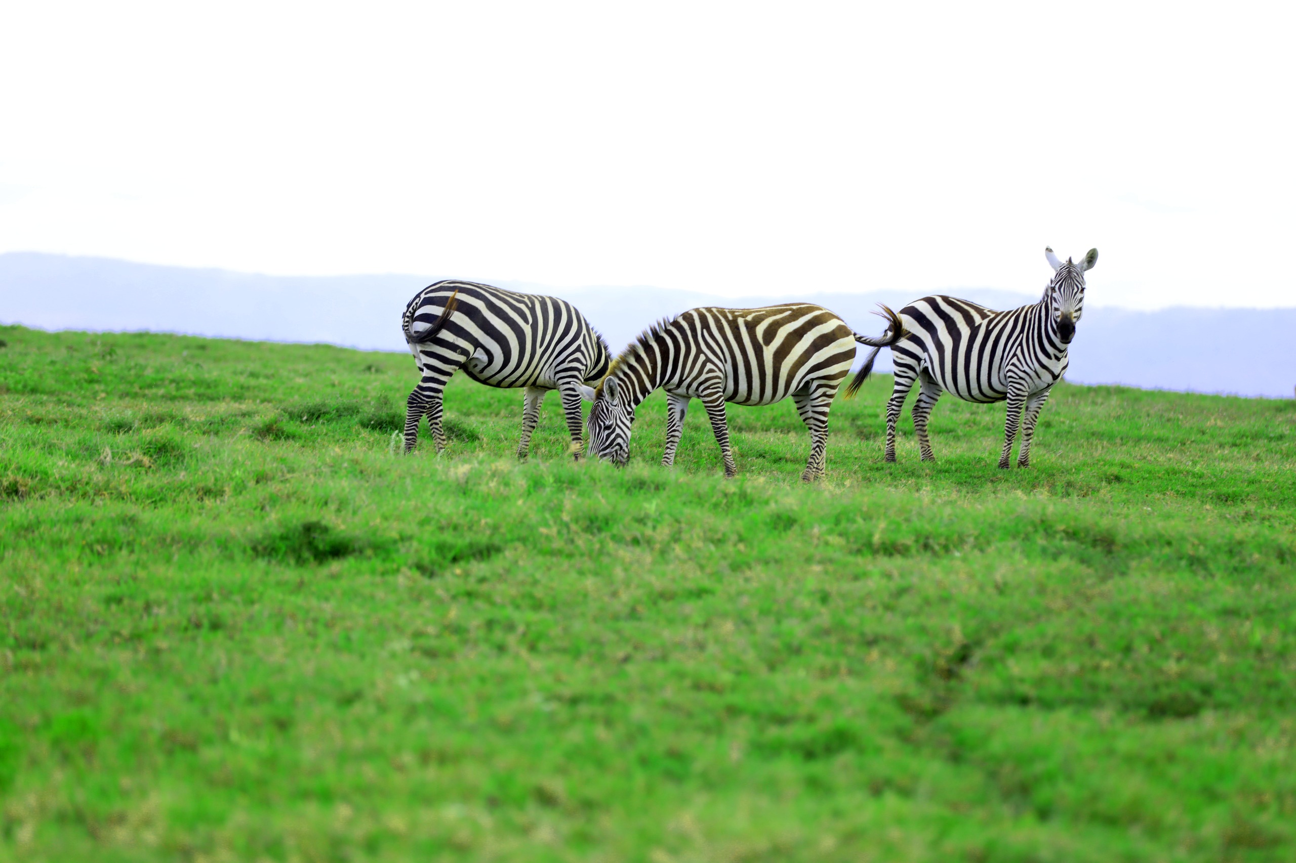 Nakuru Wildlife