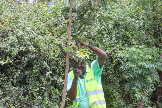 19,650 TREES AND COUNTING, MEET NOEL MESHARK, A BODA BODA RIDER IN LOVE WITH ENVIRONMENT.
